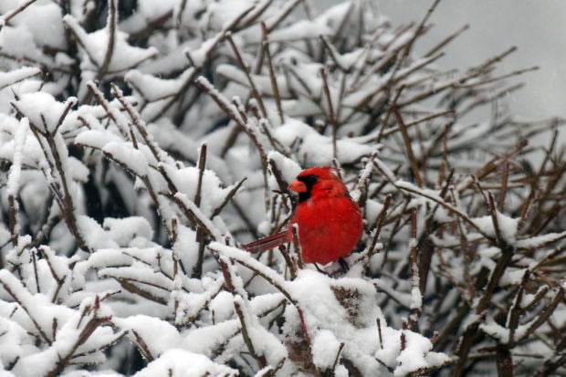 Bird — Cardinal